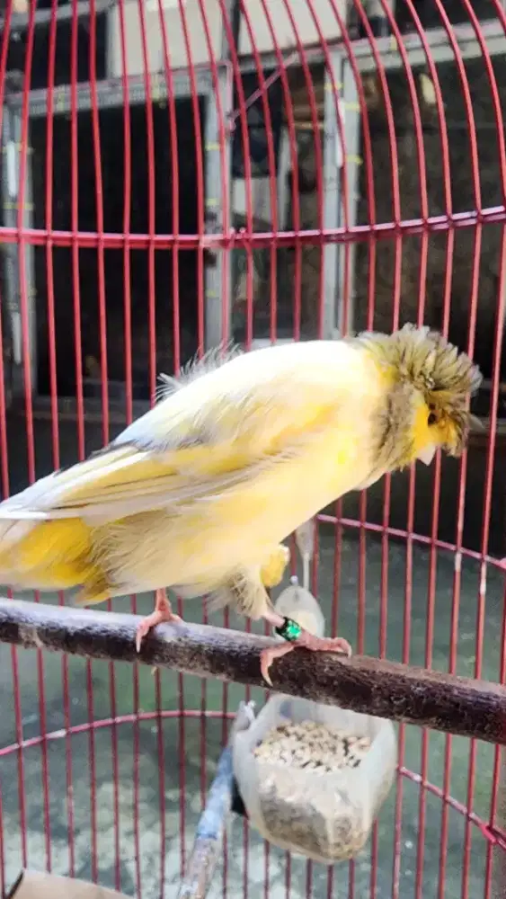 Kenari F1 Beti Betina Mohak