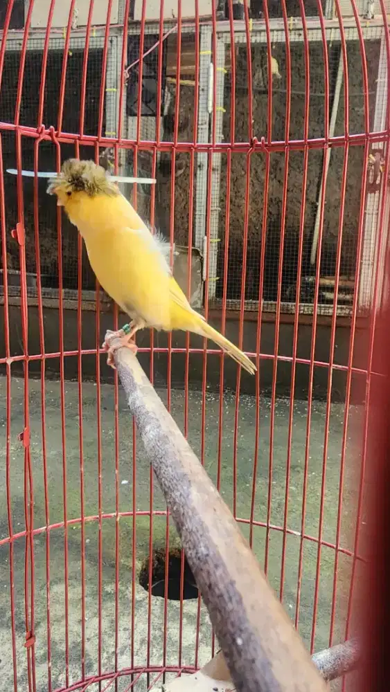 Kenari F1 Beti Betina Mohak