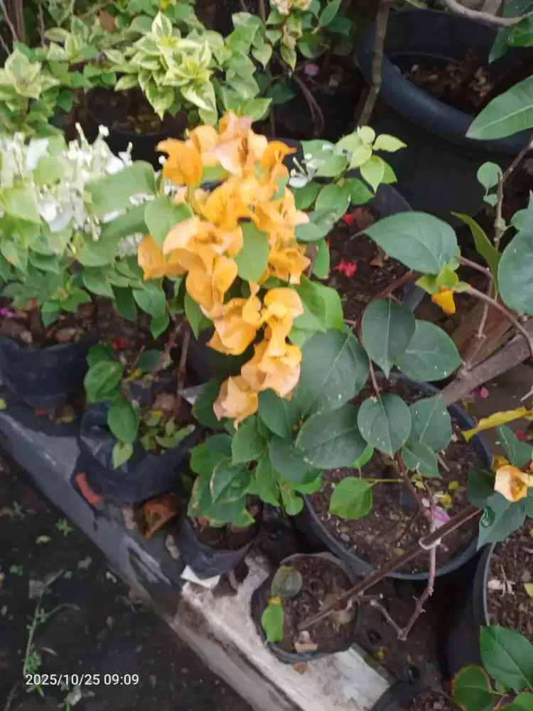 Bunga Bugenvil Bougenville golden Rose, Kuning dll iD Import lainnya