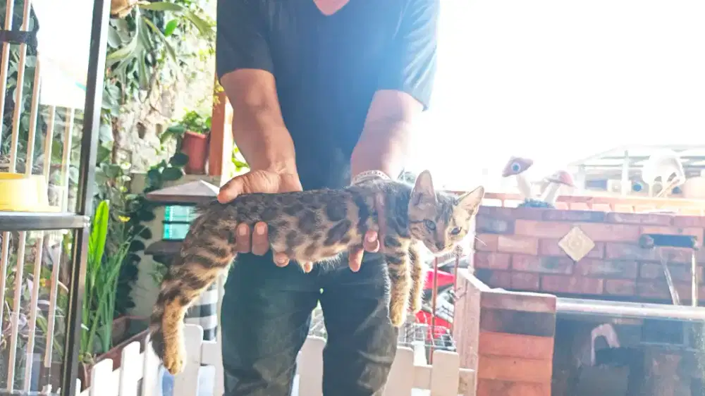 Kucing BeN94l brown