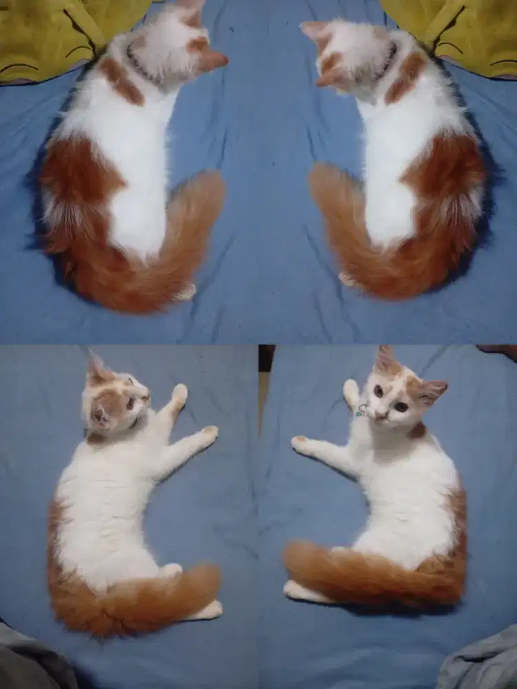 Kitten anggora 5 bulan jantan nego