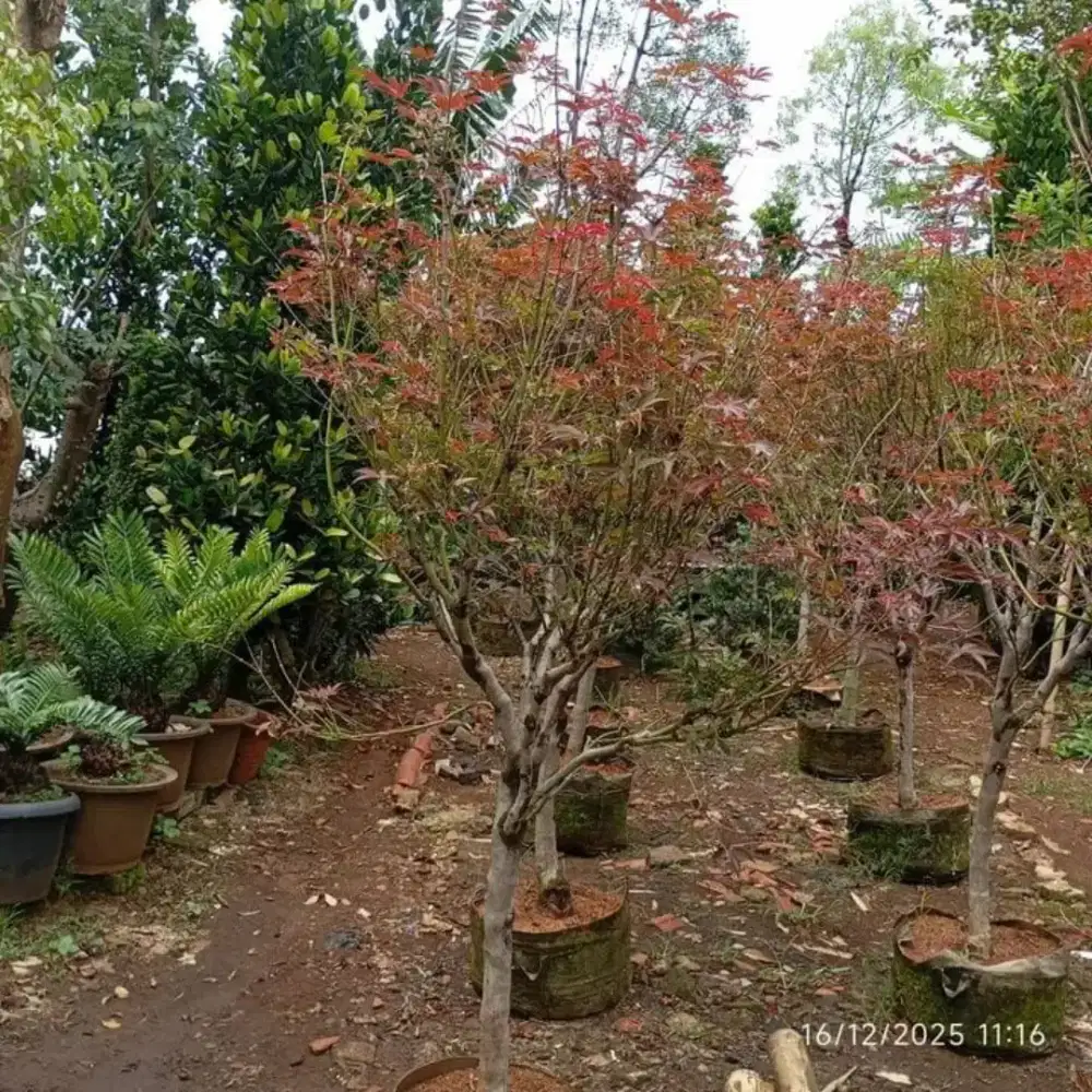 Pohon red maple tanaman red maple