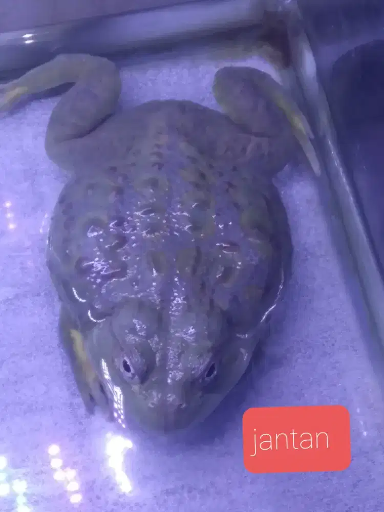 African bullfrog jantan dan betina indukan siap ternak kodok terbesar