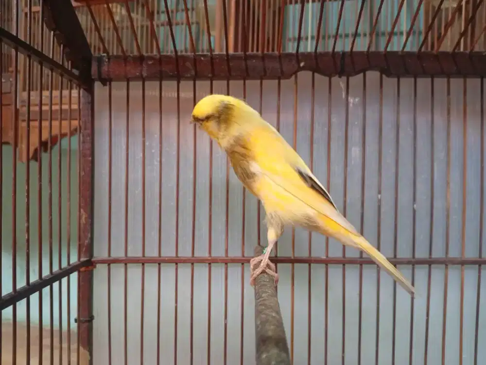 Kenari F1YS Bon Kuning