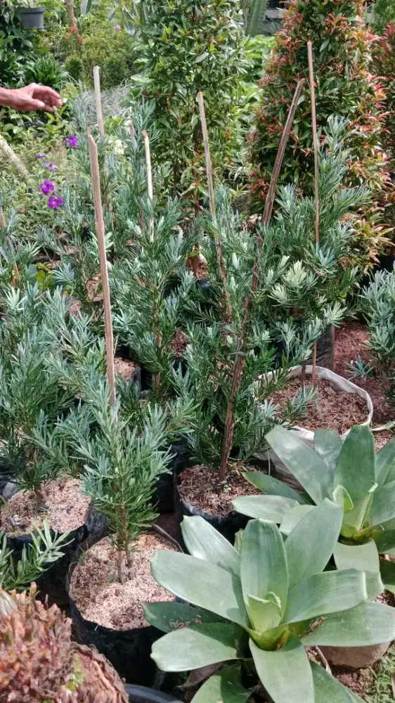 Pohon lohansung blue ice