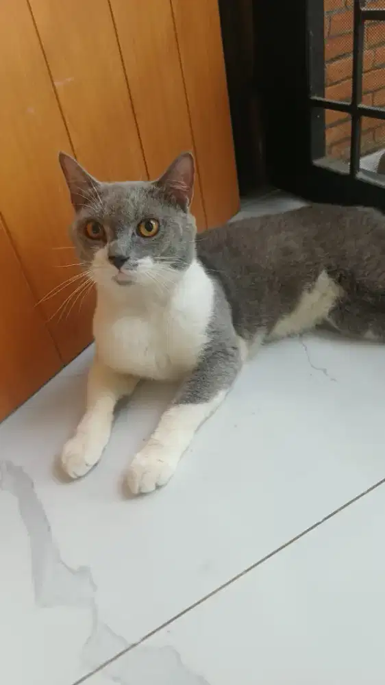 Lepas adopt bermahar