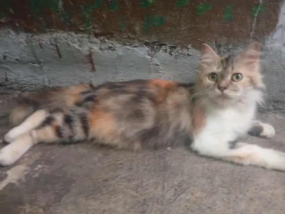 Hibah anggora betina