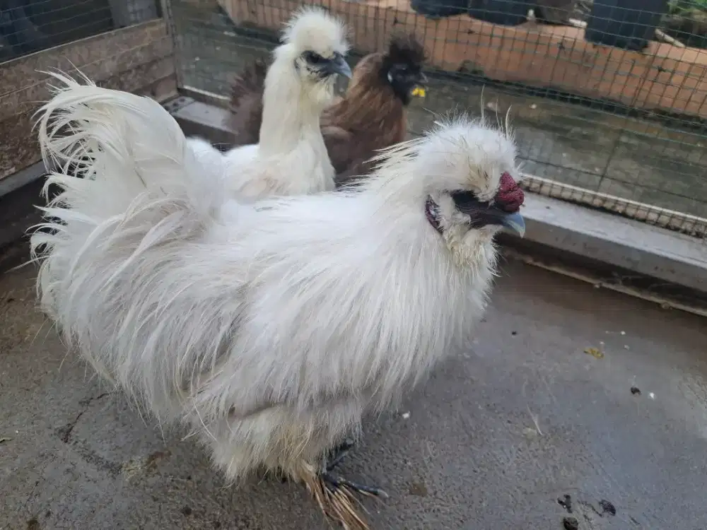 Ayam American Silkie