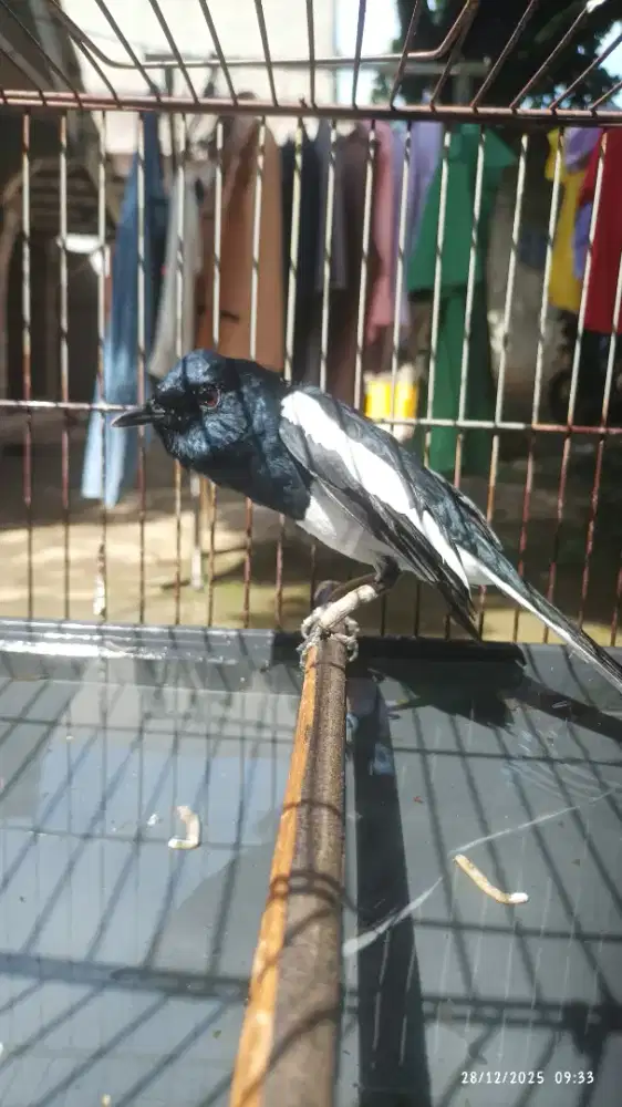 Kacer Jabar gacor  bodi big