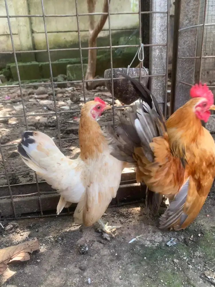 Sepasang ayam serama trah kontes