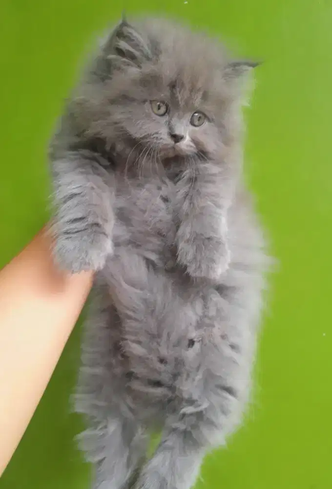 kucing kitten persia #kucinglucu #kittencute