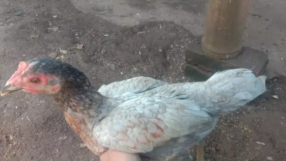 Ayam bangkok biang. Mangon