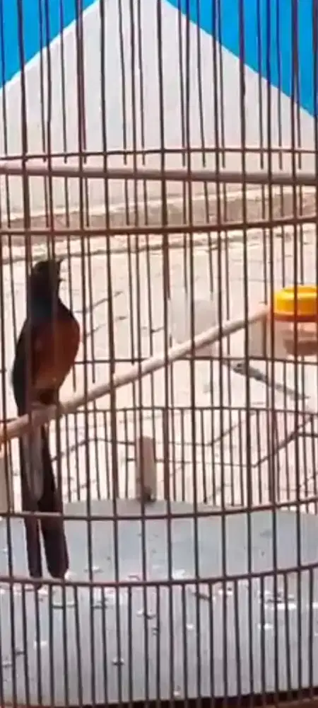 MB prestasi fulset sangkar  bagus no2