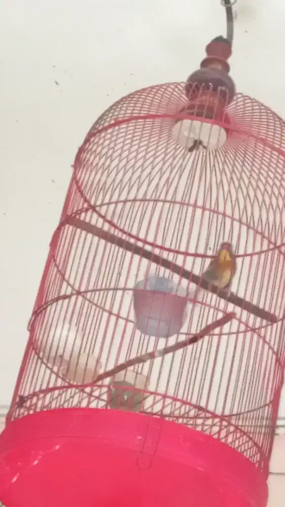 Burung import betina