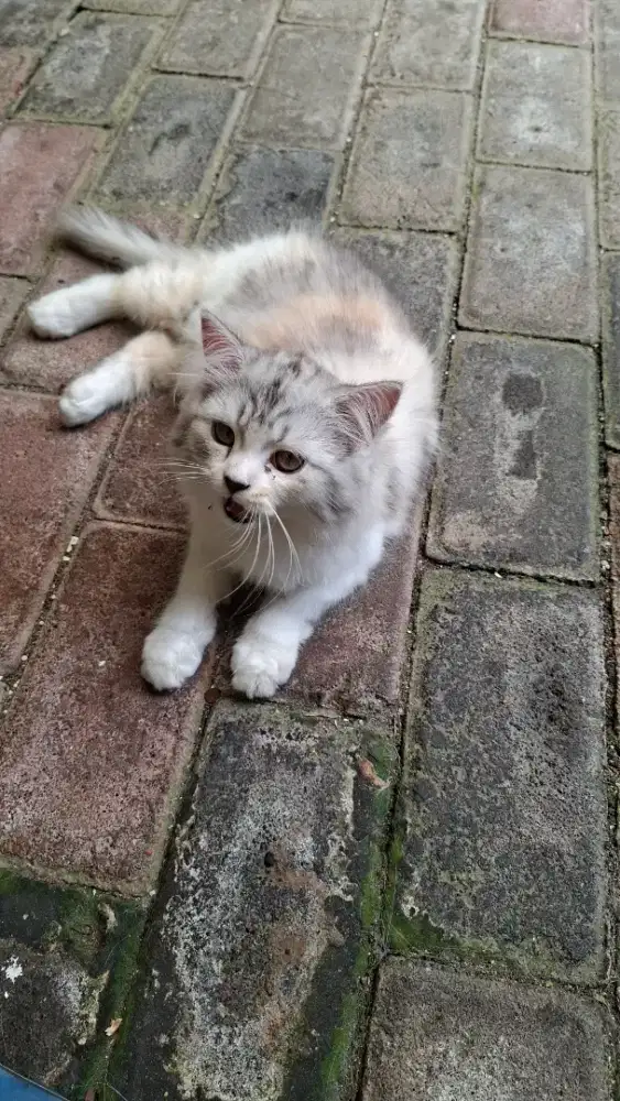 Persia kitten Dilute Calico