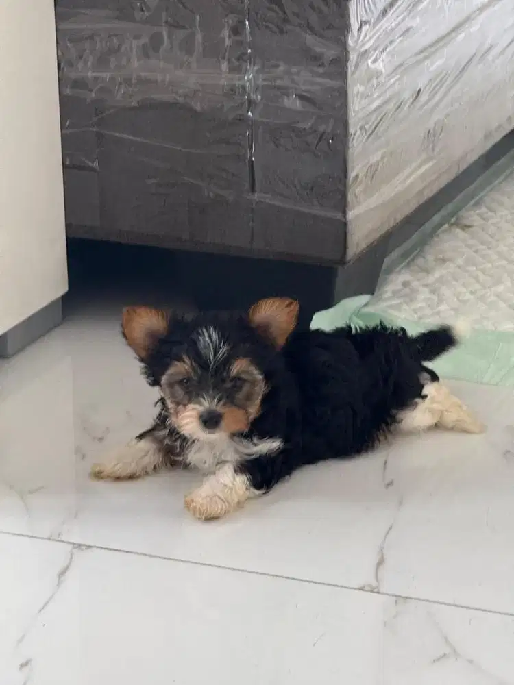 anjing biewer yorkshire terrier jantan betina rare!!!