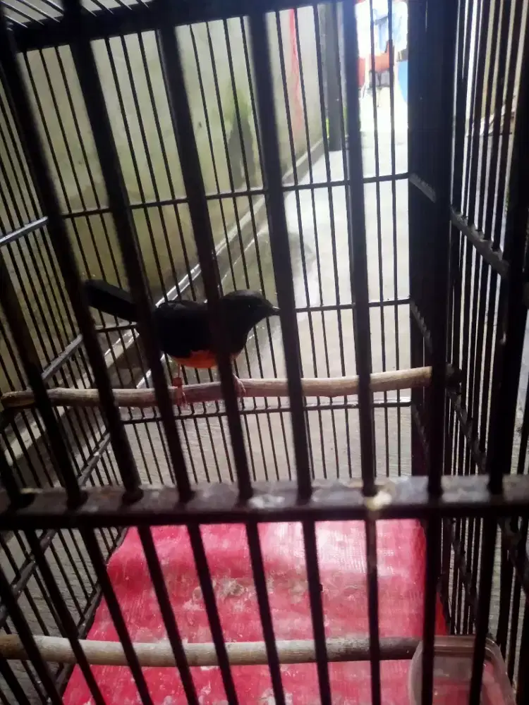 Diujal lagi bu murai pastol