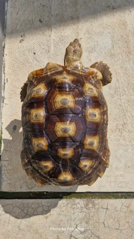 Kura kura sulcata jantan 39-40cm