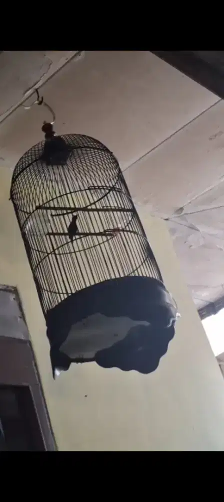 Burung konin metalik