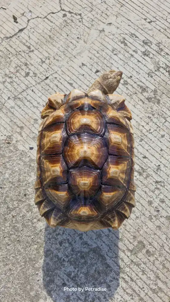 Kura kura sulcata jantan size 38cm