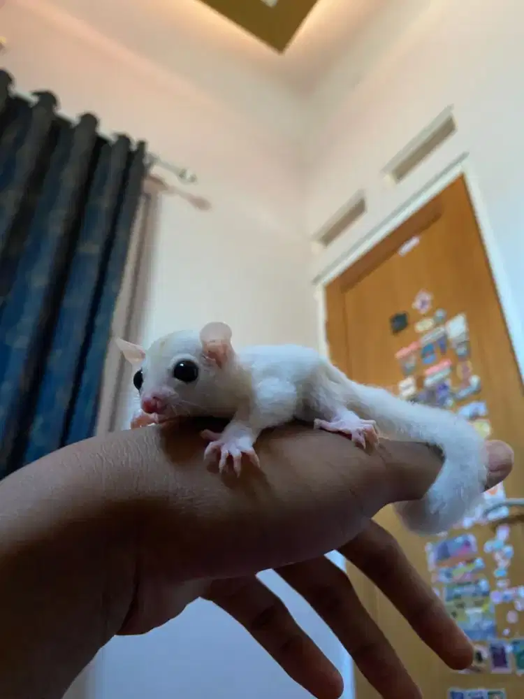 Joey sugar glider leu jantan