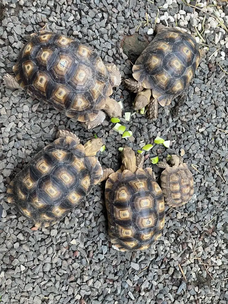Kura-Kura Sulcata (Tortoise)