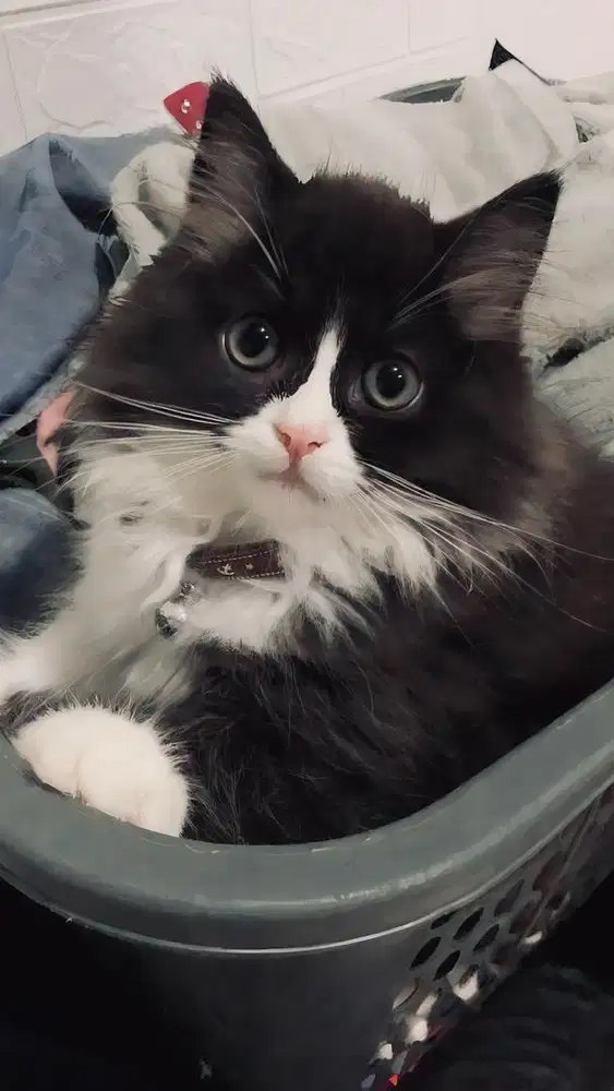 Paket Kandang Kucing Lengkap Bonus Anabul