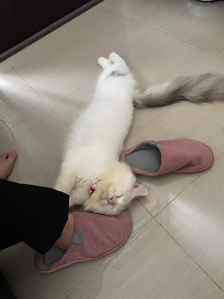 Mainecoon Persian Big Bone