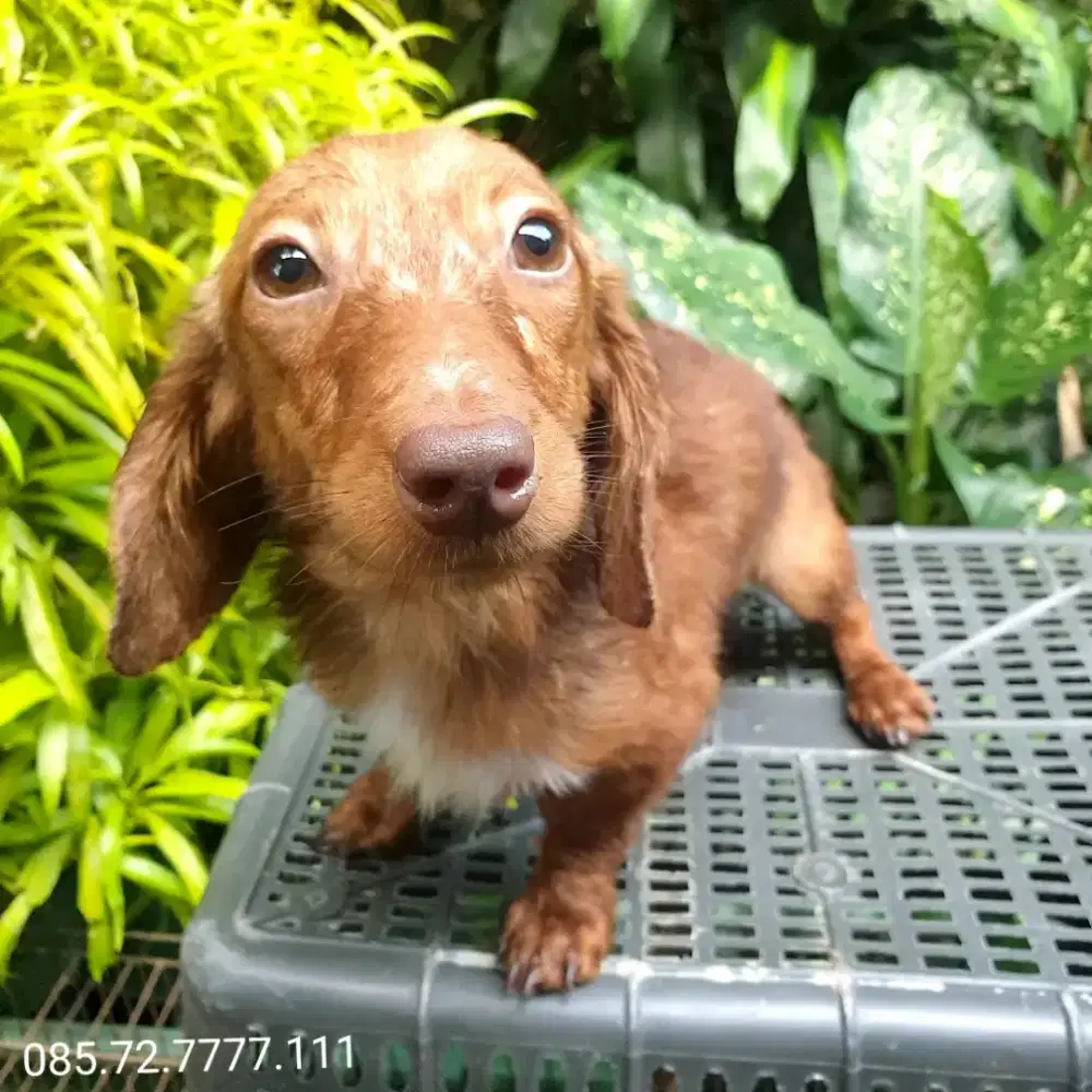 Anjing Tekel / Dachshund, jantan, minat serius wa no di foto