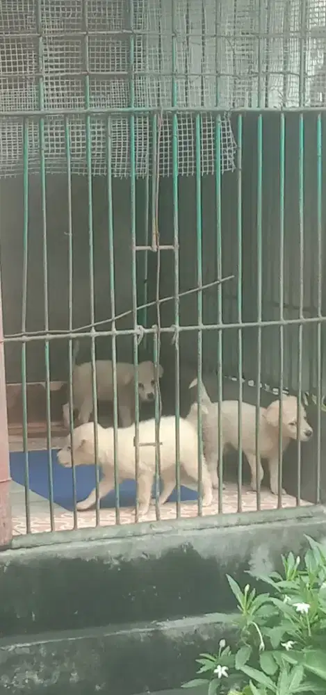 Anak Anjing Kintamani