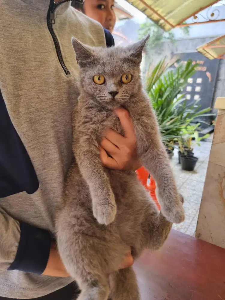 BSH blue solid betina