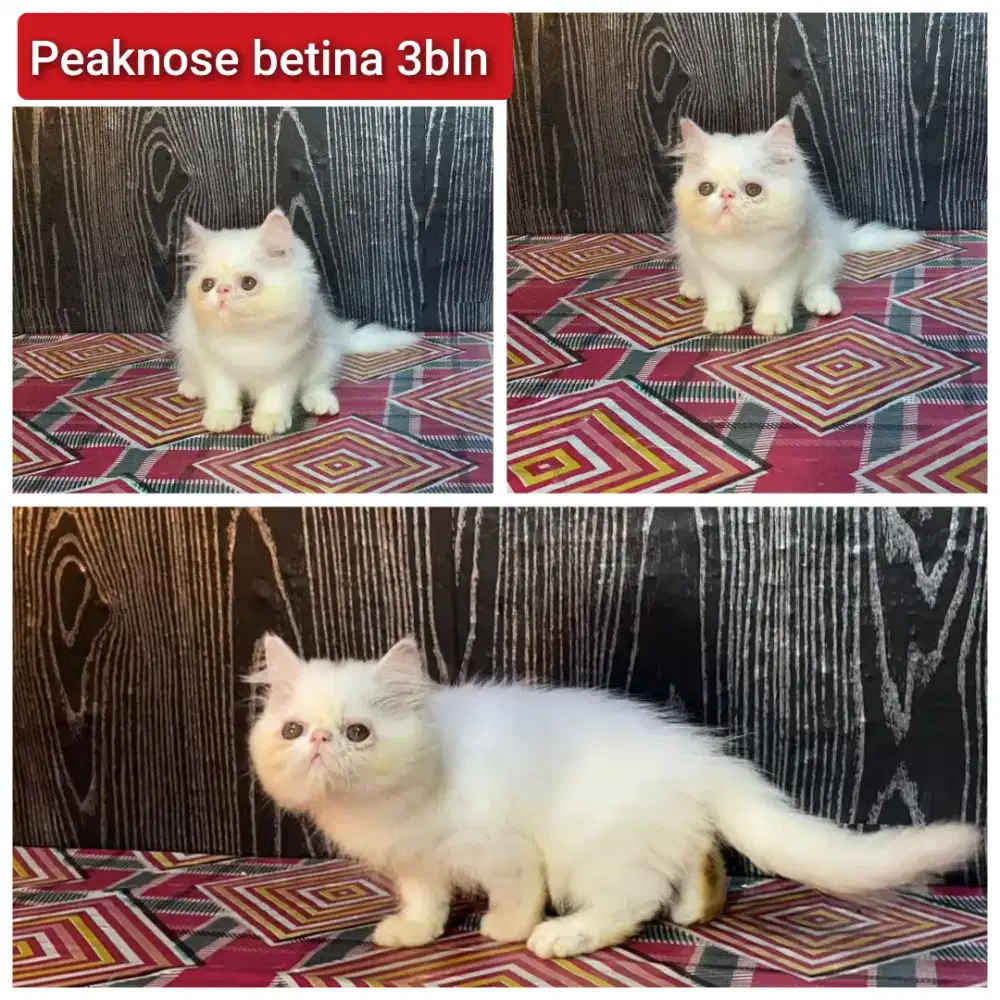 Lepas adopsi kucing persia peaknose