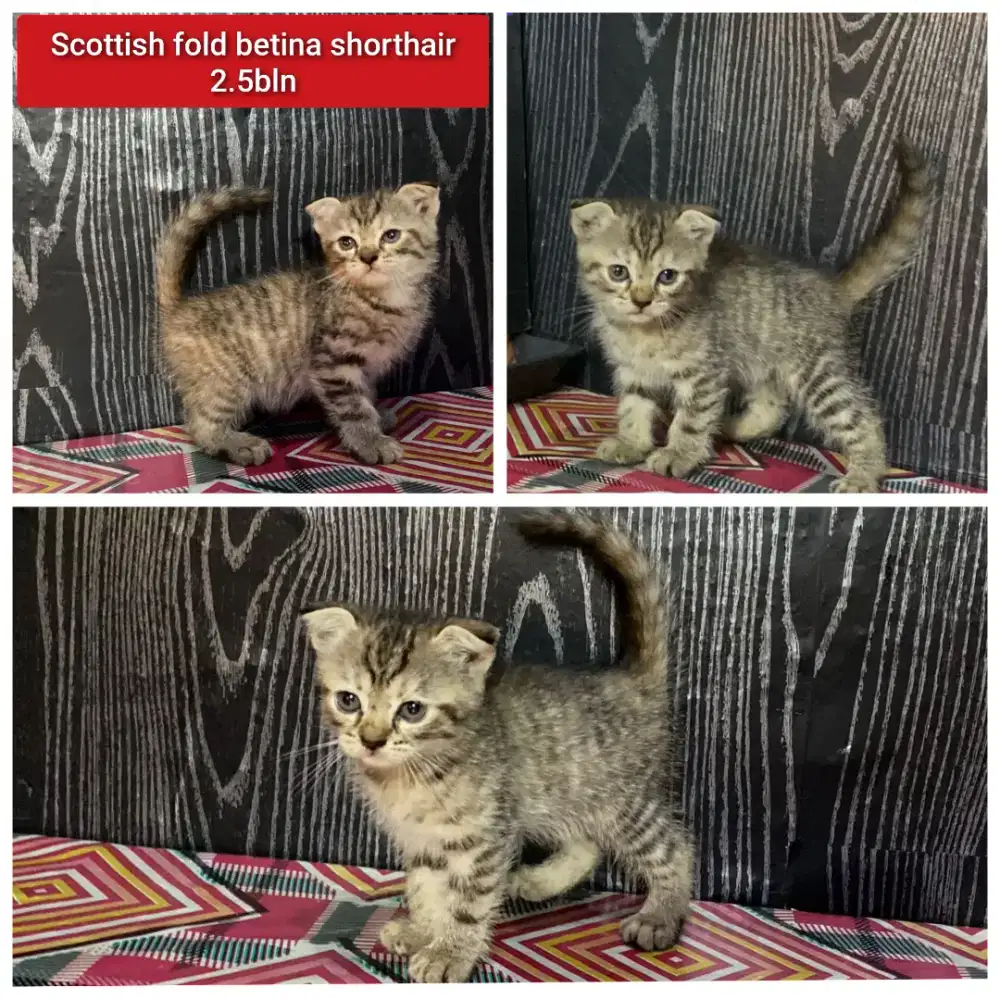 Lepas adopsi kucing persia scottish fold shorthair