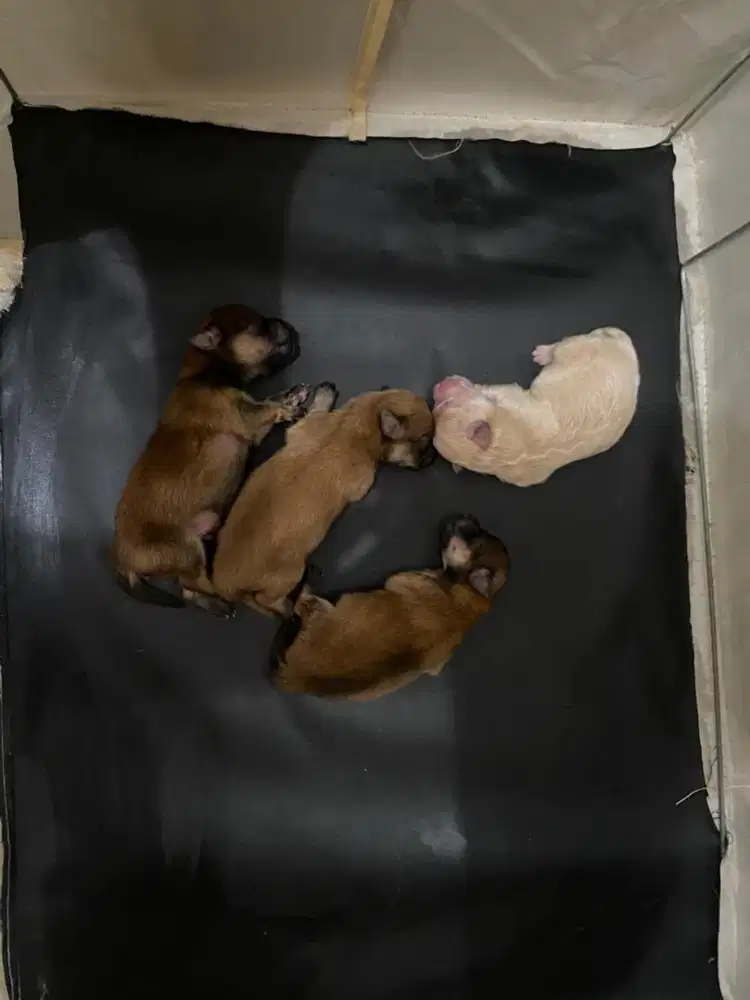 Minipom jantan open PO