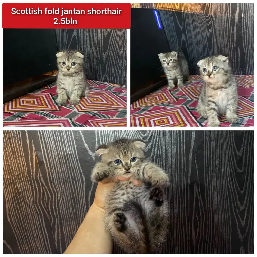 Lepas adopsi kucing persia scottish fold shorthair