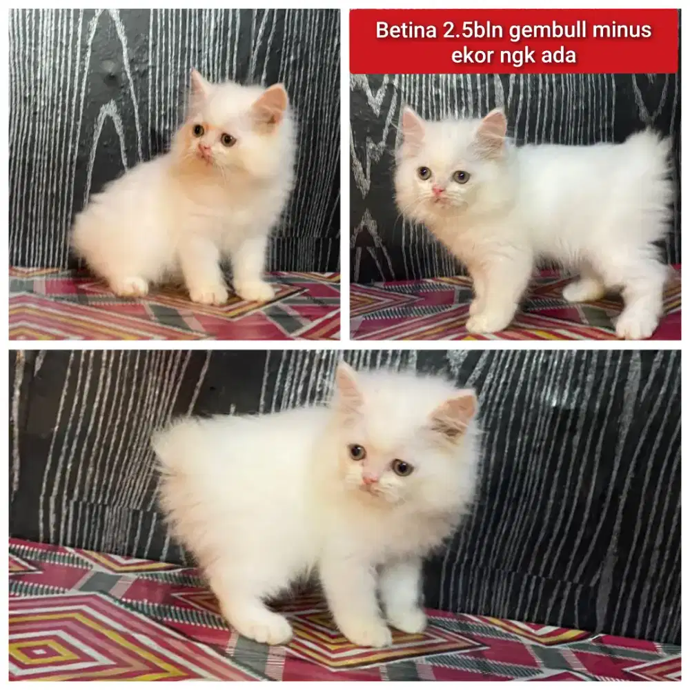 Lepas adopsi kucing persia betina 2.5bln