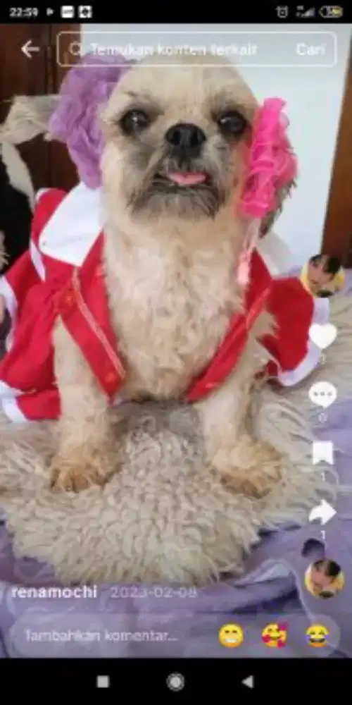 Anjing shintzhu mini betina