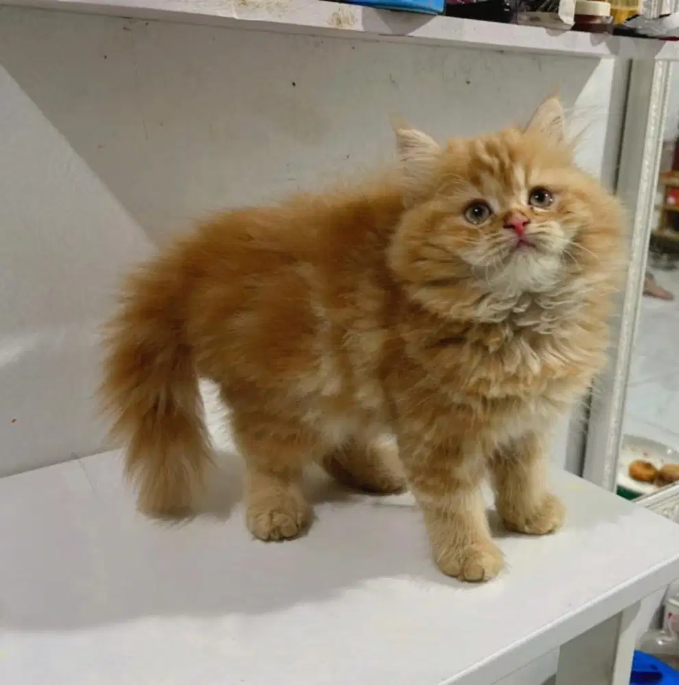 kitten persia Ns longhair betina