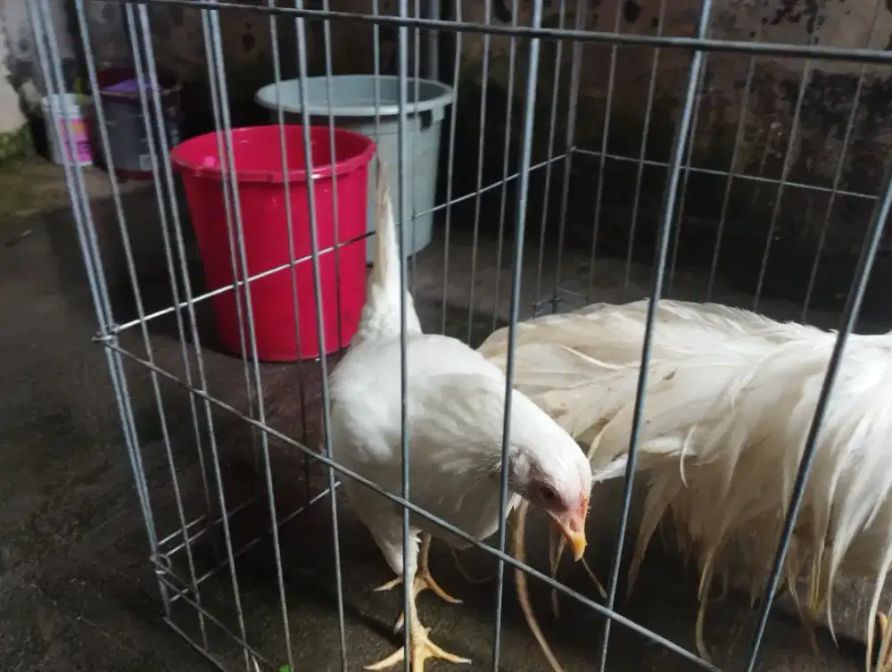 Babon/betina Ayam Onagadori