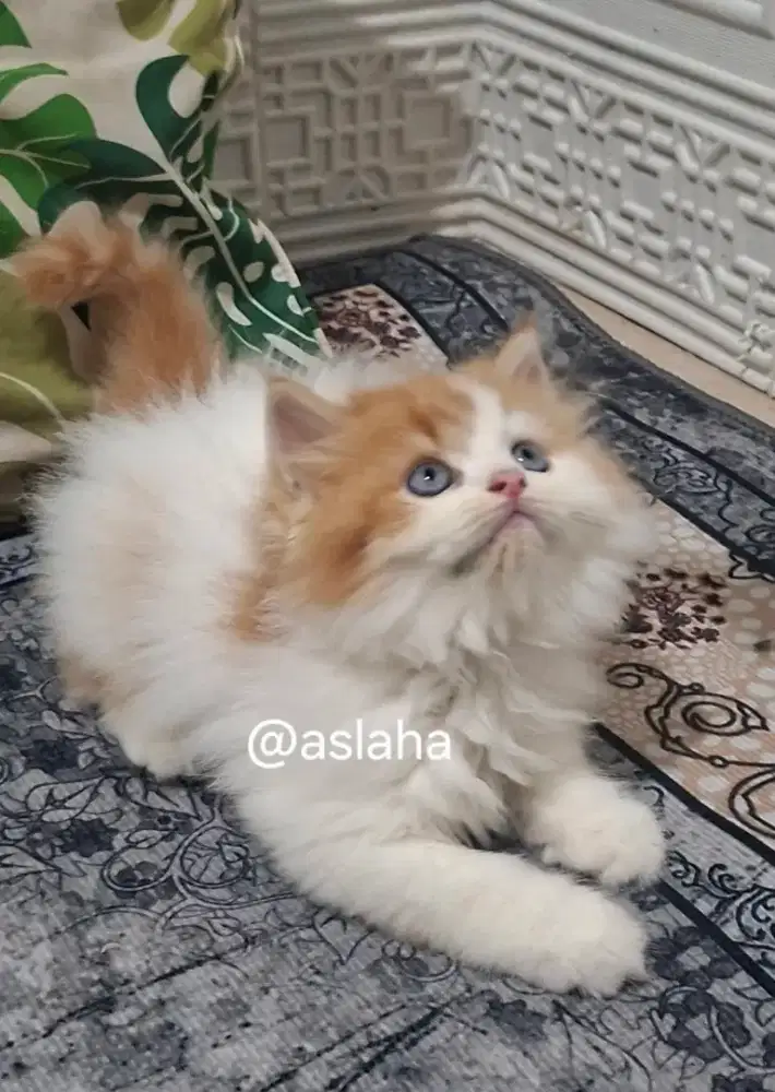 Kucing persia /kitten persia flatnose jantan/kucing persis  jantan