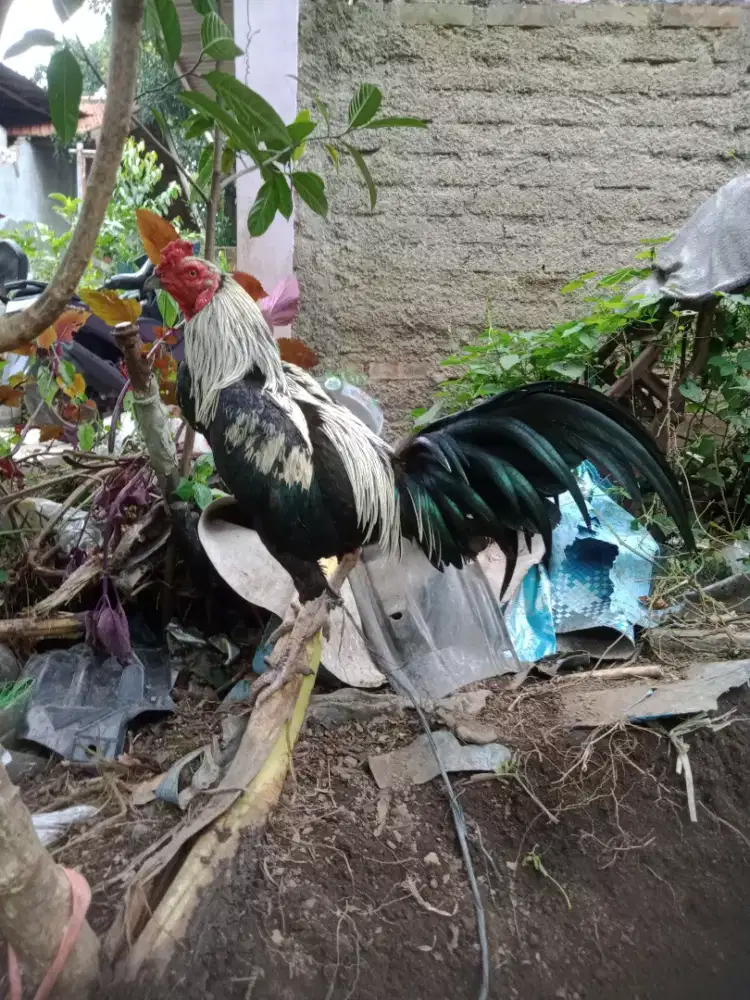 Sepasang ayam murah jantan pakhoy drum Birma betina aseel pakhoy jos