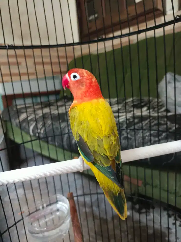 burung love bird 2 ekor