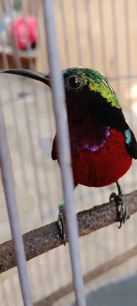 Konin dada merah rawatan lama bt tt ajuin