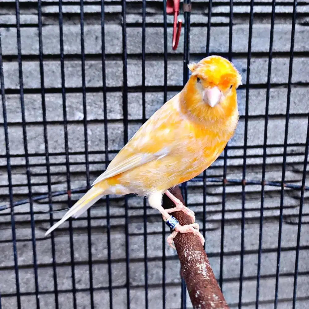 Kenari AF Jambul/Gloster Sunkist - Jantan Gacor