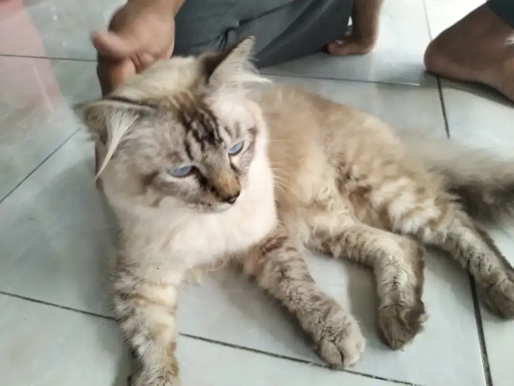 Lepas adopt kucing persia jantan warna kuning bulu panjang