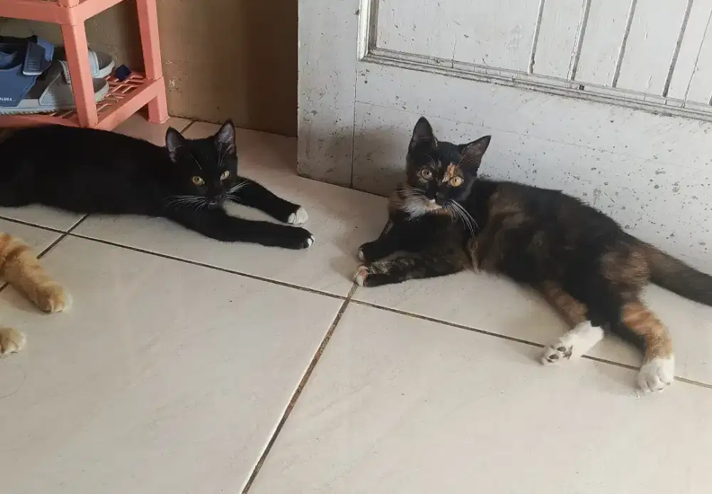 Anak Kucing Mix Need Adopter