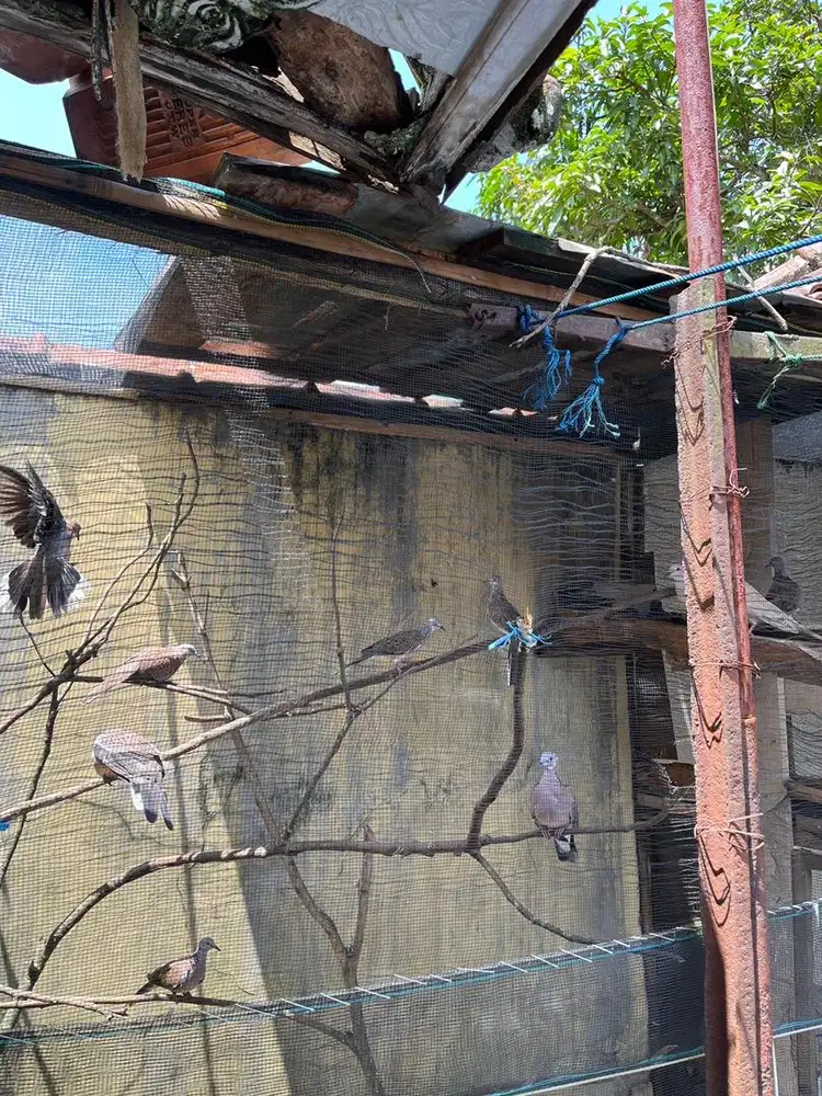 Burung tekukur dan burung puter