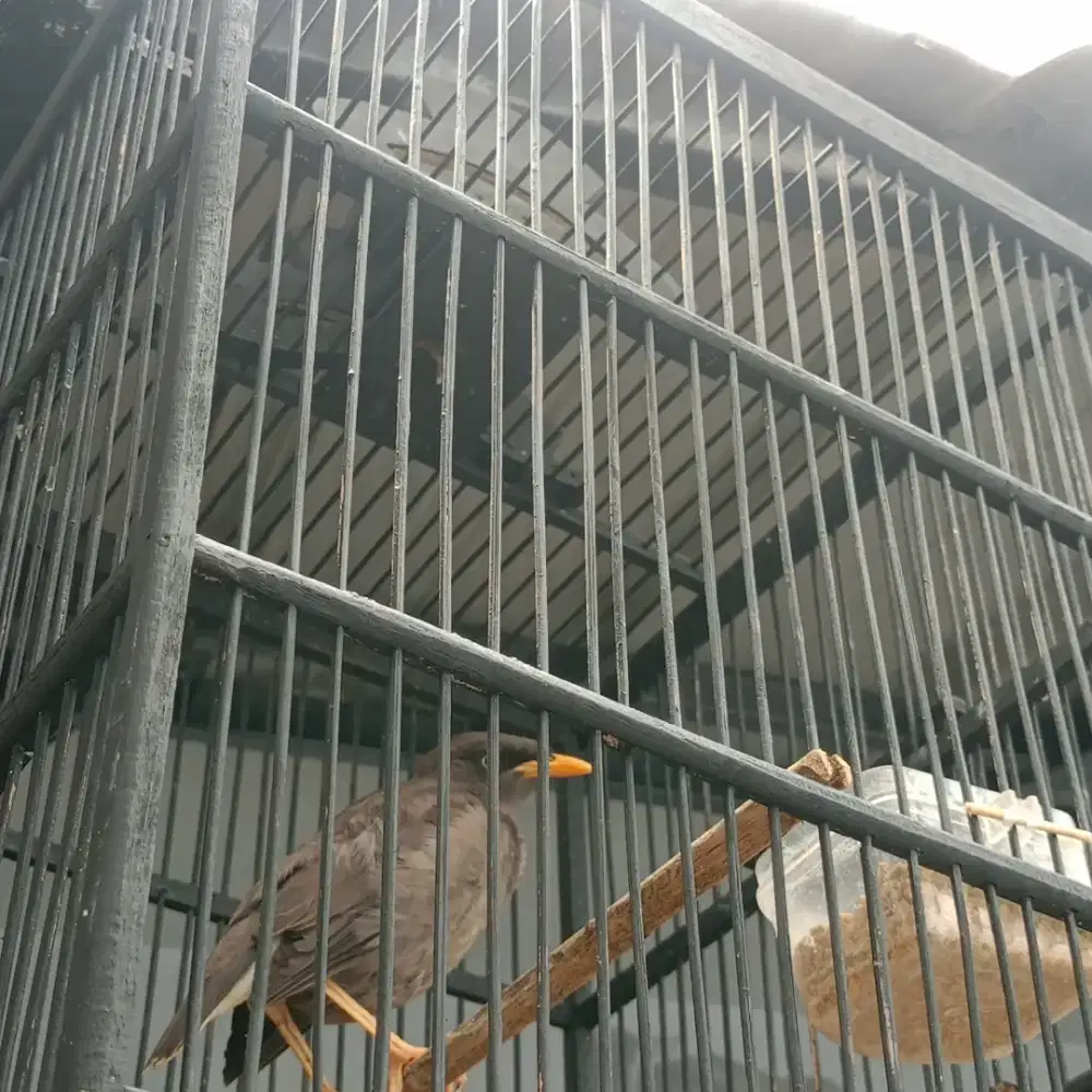 Jalak kebo muda mata putih jual barter