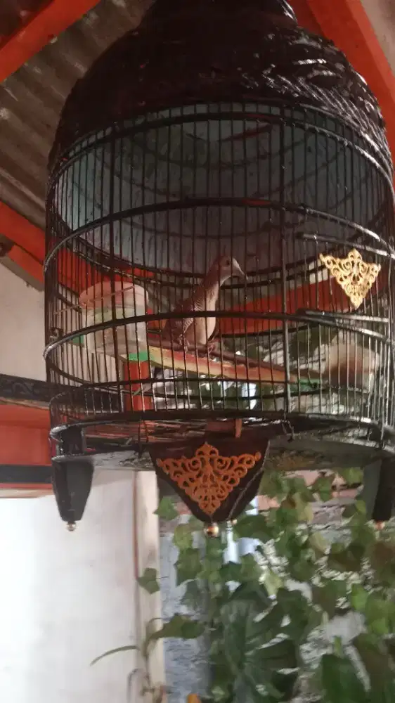 Perkutut bangkok dewasa fullset