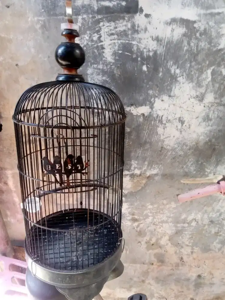 kandang burung bucil